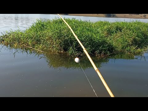 Pescaria de Dourado Piau e tucunaré no bambu veja que