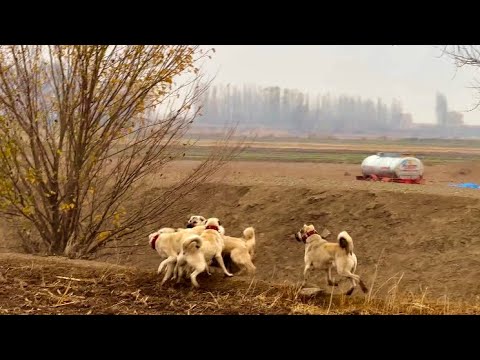 SÜRÜNÜN ALFA KÖPEĞİ HIRÇO DİĞER KÖPEKLERİ PÜSKÜRTTÜ-YENİ