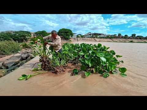 Clean and remove floating plants that clog the dam canals