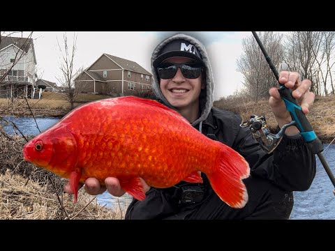 Catching Monster WILD GOLDFISH in the MIDDLE of a