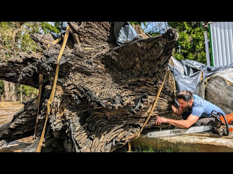 A shocking find in an ancient bog oak stump