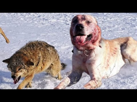TEK BAŞINA KURT SÜRÜSÜNE KAFA TUTAN ÇOBAN KÖPEĞİ Der Kampf