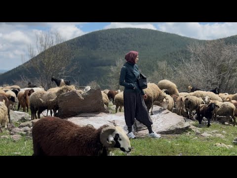 YÜKSEK DAĞ KÖYÜNDE GENÇ KIZIN YAŞAMI HAYVANLARI VE YEMEK