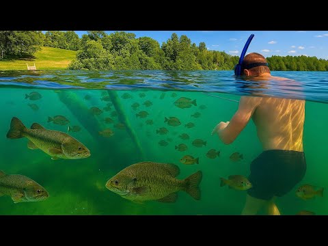 Underwater Forest Fishing in CRYSTAL CLEAR Water