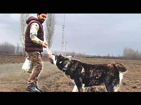 KÖPEKLERE ET ZİYAFETİ—KUZU DOĞUMLARI DEVAM EDİYOR