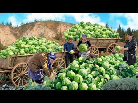 Harvesting Fresh Cabbage, Tomato! Fresh Cabbage & Tomato