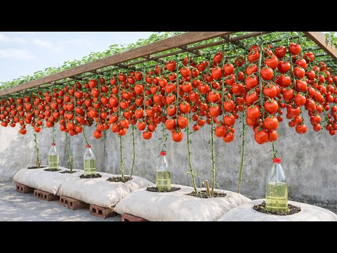Old Bags, Big Tomatoes: A Tomato Growing Trick That Will