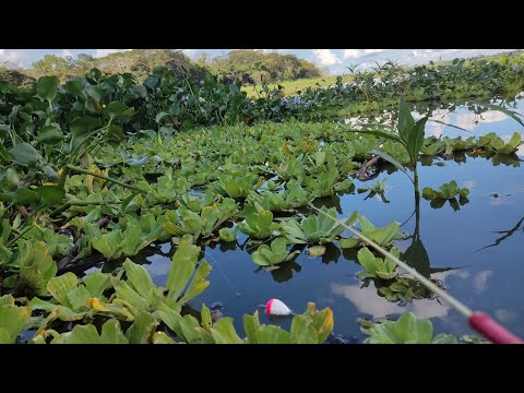 Pescaria de tucunaré e traíra no bambuzinho Os gigantes