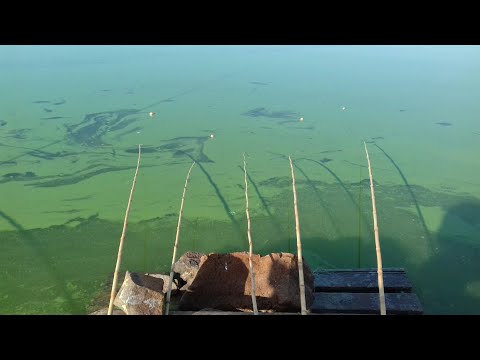 Pescaria As bocudas viéram tilapia nativa fritamos na