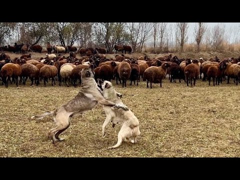 DİŞİ KÖPEKLER BOĞUŞTU ZOR AYIRDIK