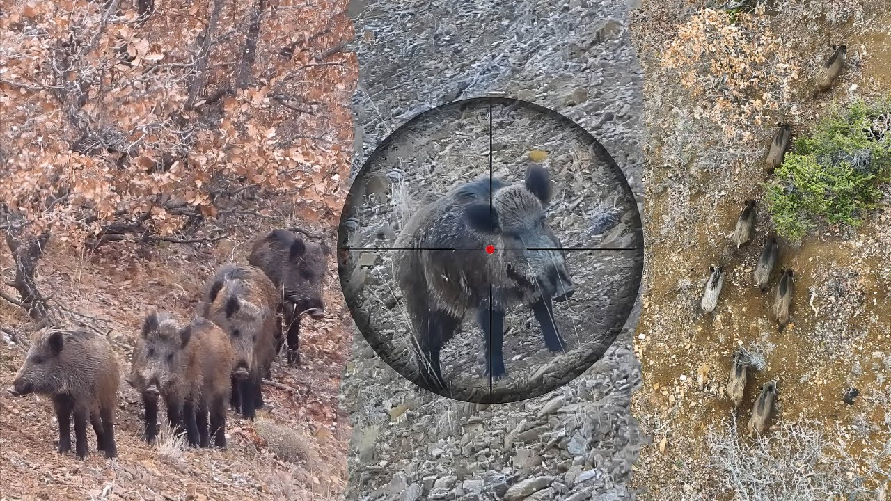 Breathtaking MASSIVE BOAR Hunts, INCREDIBLE Rifle Shots