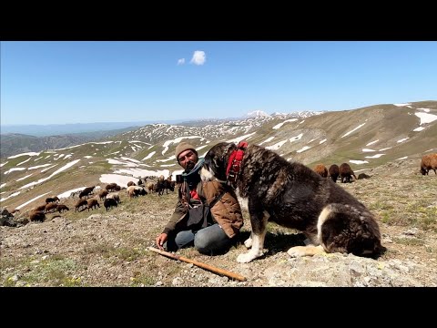 GECE KURT KOYUNA GELDİ--GÖÇ YOLUNDA GÜZEL MANZARALAR,