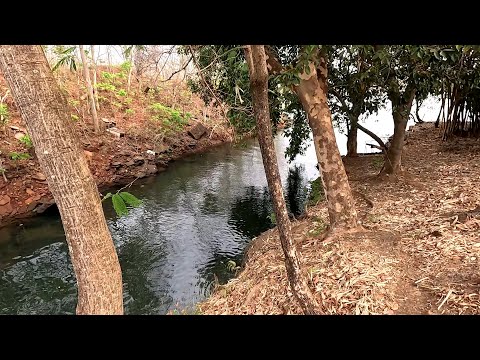 Pescaria de Piapara e Piau nesse Rio parece brincadeira de