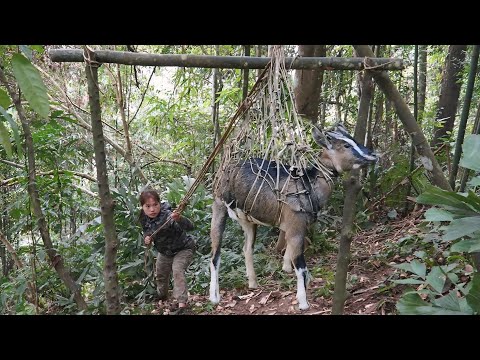Tracking Wild Goat Signs and Building a Net Trap in the