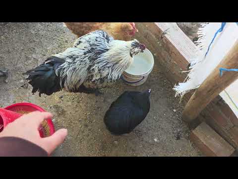 Me compré una gallina por internet y mira lo que me llegó