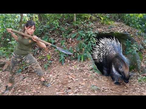 hunt wild porcupines, make emergency traps to catch them,