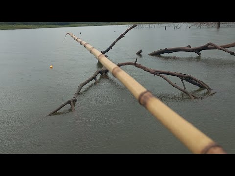 Pescaria Raiz tilapia tucunare apairari traíra e até pacu