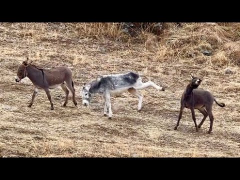 NEYİN KAVGASI BU?(14 gün)