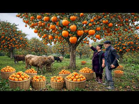 Harvesting Fresh Persimmons! Hanging Them to Dry |