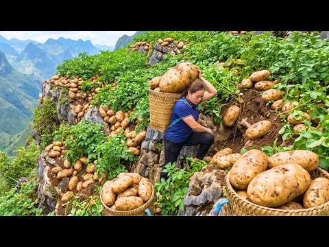 Harvesting Giant Potatoes Thousands Of Fresh Potatoes
