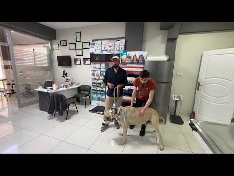 HIRÇO HASTALANDI TEDAVİ ETMEK İÇİN ŞAHİN ABİYLE YOLLARA