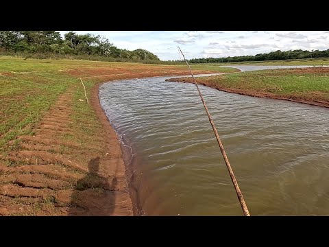 Pescaria de corvinas e tucunaré gigante no bambuzinho Rio