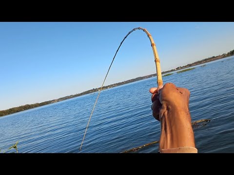 Incrível Esse peixe é muito forte só os Gigantes encostou