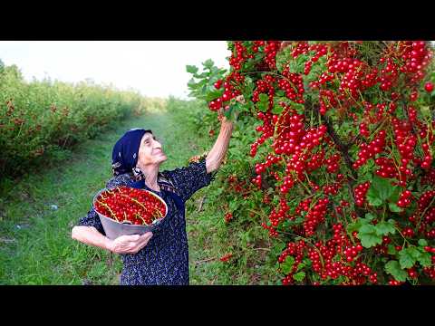 100 LBS Red Currant | Making Jam and Compote with Grandma