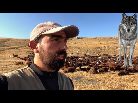 GECE BOYUNCA GELEN KURT’U SABAH DRONE İLE YAKALADIM