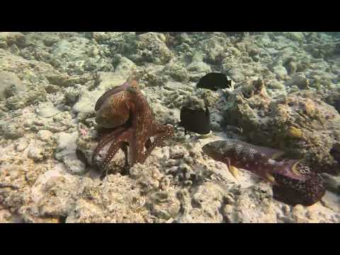 Maldives – Octopus as a chameleon / 马尔代夫——章鱼变色龙