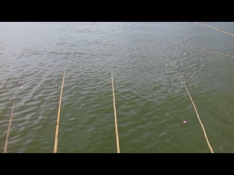pescaria de tilapia selvagem no rio marinheiro garanti o
