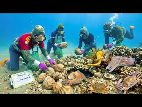 Trúng Lớn Ổ Sò Dương Giá Trị Rất Cao Mỗi Thợ Lặn Kiếm Được