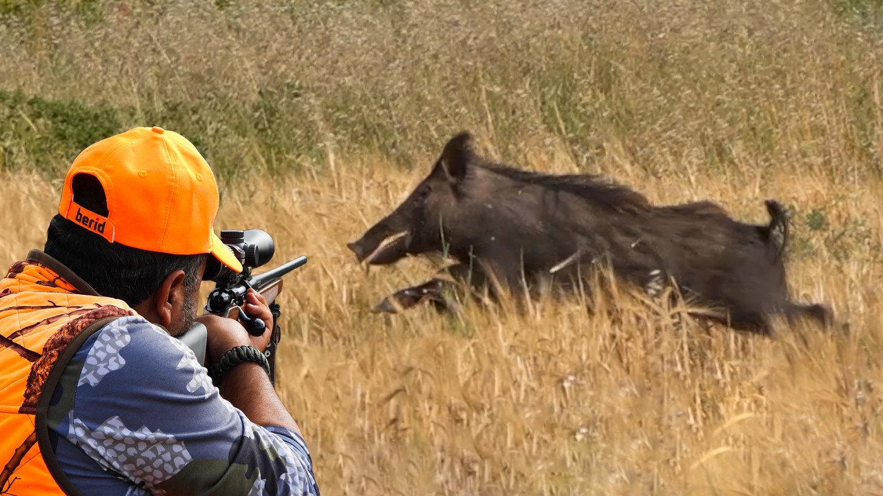 GIANT BOAR HUNTING IN FIELDS (Breathtaking Action)