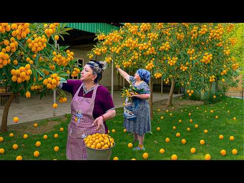 10000 Golden Loquat Harvesting | Grandma Making Compote and