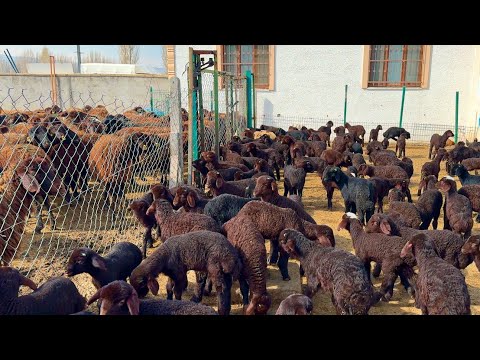 KUZULARI ANNELERİNDEN AYIRDIK YAĞMUR VE ÇAMUR