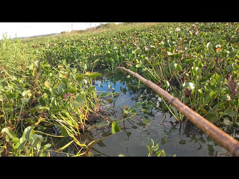 Nessa Pesca caipira só saiu os Brutos tilapias tucunare