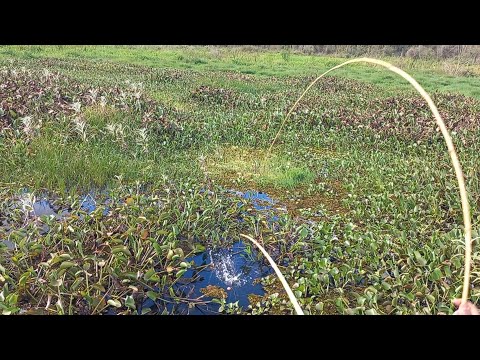Pescaria Raiz traíra tucunare e Tilapia usando lambari e