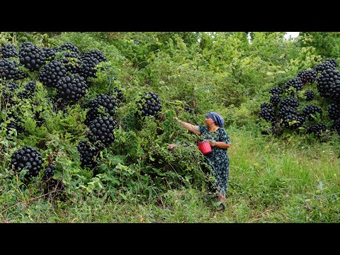 Picking Wild Blackberries and Making Jam!