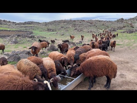 KURTLAR BİR KUZUYU YEDİ SÜRÜLER DAĞA SIĞMIYOR