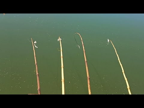 Pescaria de curimba piau tucunaré e traíra no Rio turvo