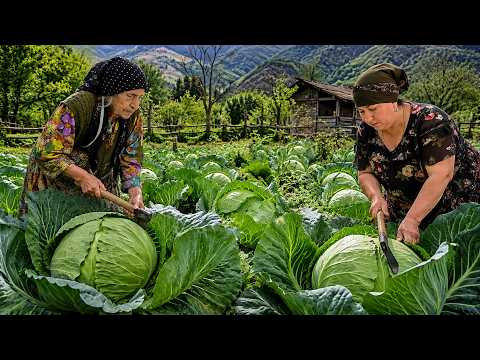 Farm Fresh: Cabbage Harvest, Pickling, and a Home-Cooked