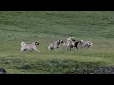 SARSILMAZ İLE ZULME’nin KAVGASI--SU İÇİN KAR KUYULARI