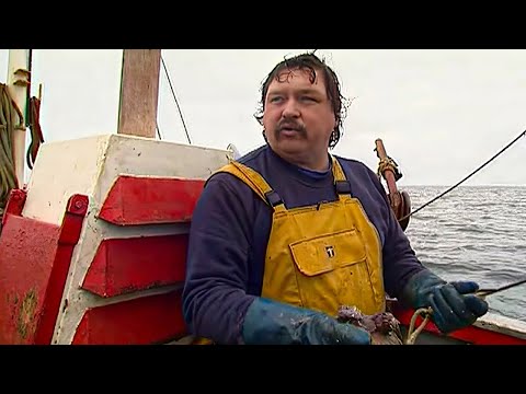 SOS, invasion de crépidules sur le littoral français