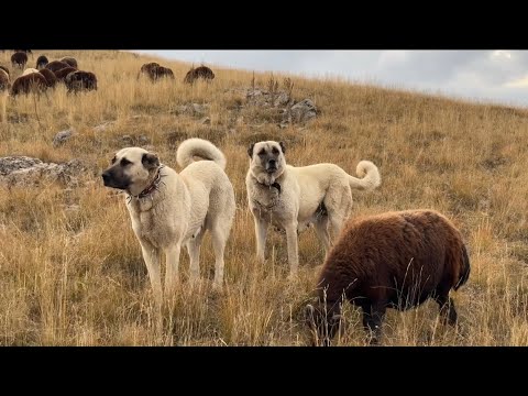 SÜRÜNÜN DİŞİ KORUYUCU KRALİÇELERİ ŞAHİN ABİ İÇİN AYRILIK