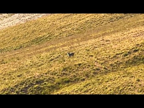 DAĞDA HASTA KURDA RASTLADIM - DOLU YAĞDI HER YER BEYAZA
