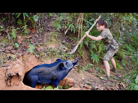 The trap collapsed, the wild boar was captured alive and