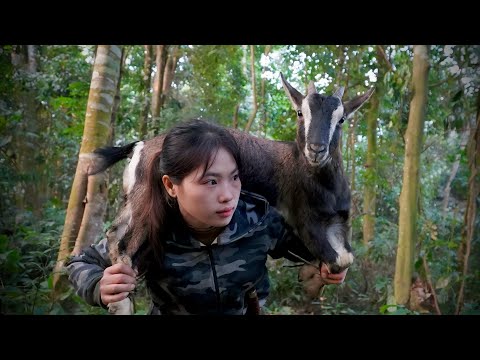 Following Wild Goat Trails: Identifying Paths & Setting a