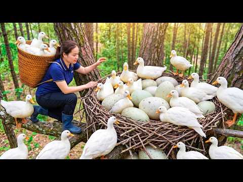 Harvesting Large Numbers Of Ducks And Giant Duck Eggs After