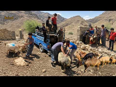The nomads' hands; the herd was sold What happened?