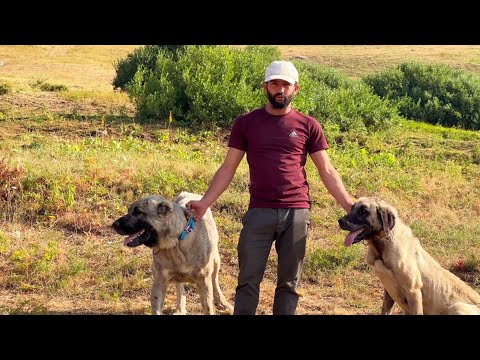 ▫4K▫SÜRÜSÜNÜ BAŞARIYLA KORUYAN KÖPEKLER--DRONDAN KAÇAN
